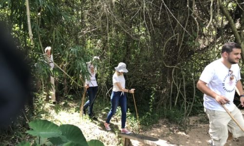 Überleben im Urwald