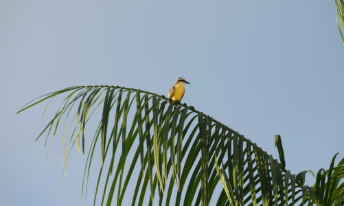 Birdwatching
